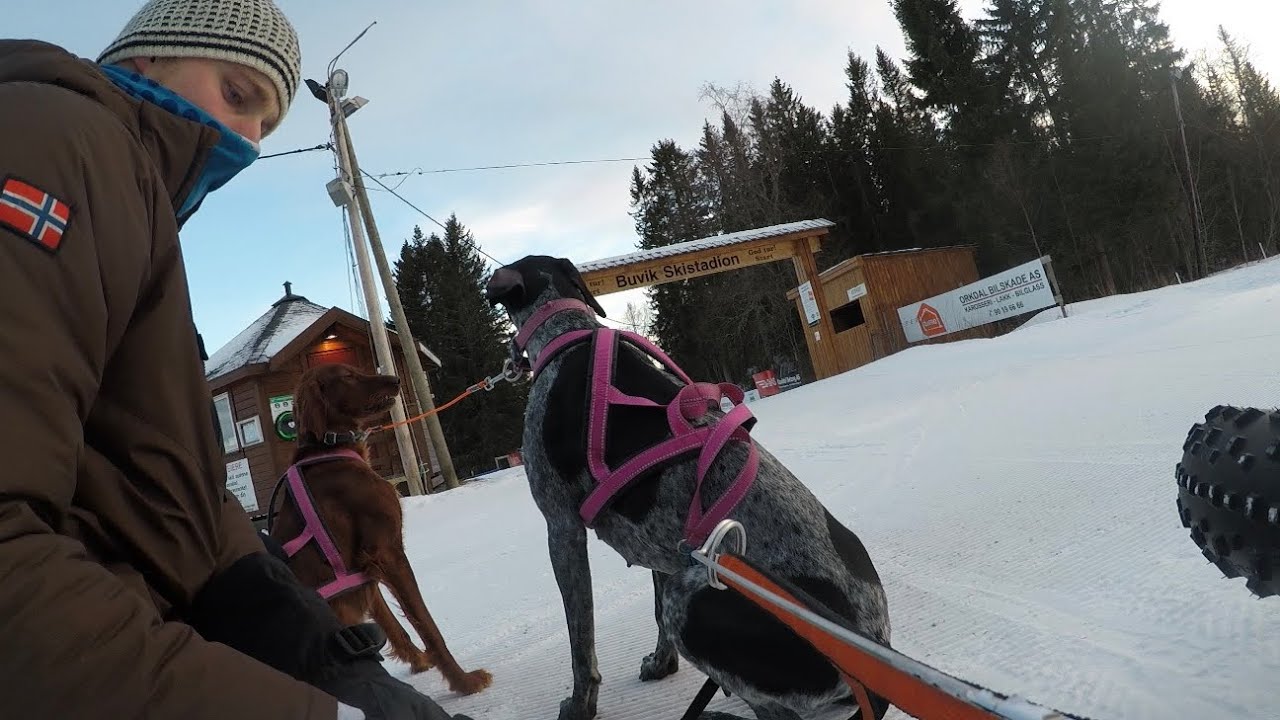 Bikejoring with 2 dogs VERY FAST 2KM!!