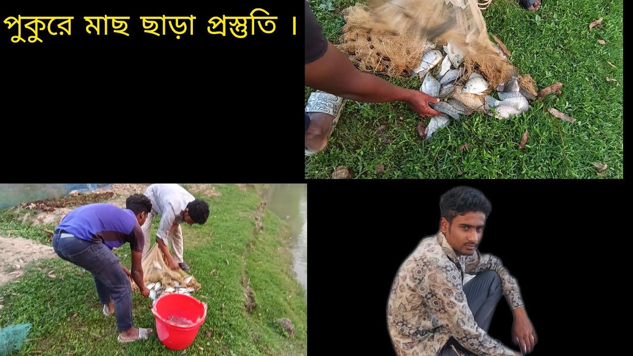 মনোসেক্স তেলাপিয়া পোনা । #agro #fish 🐠🐋🐟#trending #foryou #longvideo 
