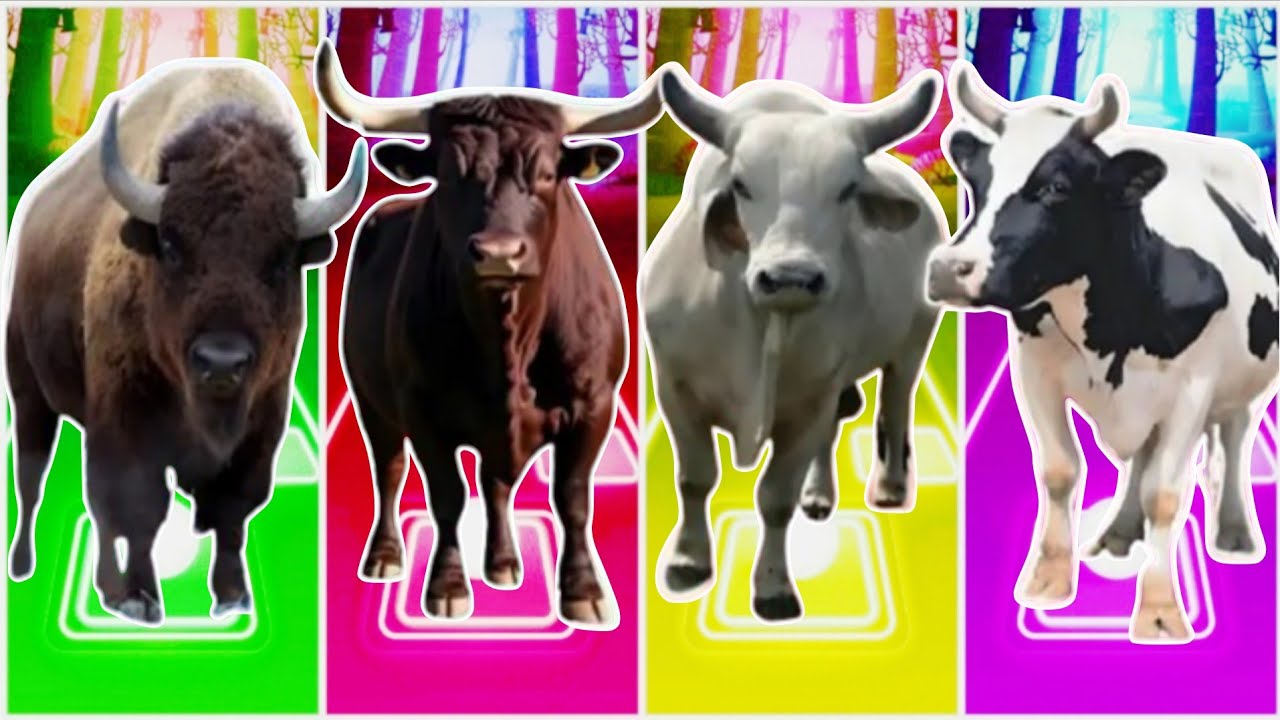 Funny Cow🐄 🆚 Funny Bull 🦬🆚Funny Cow🐄  🆚 Funny Buffalo🐃Tiles Hop EDM Rush🎶