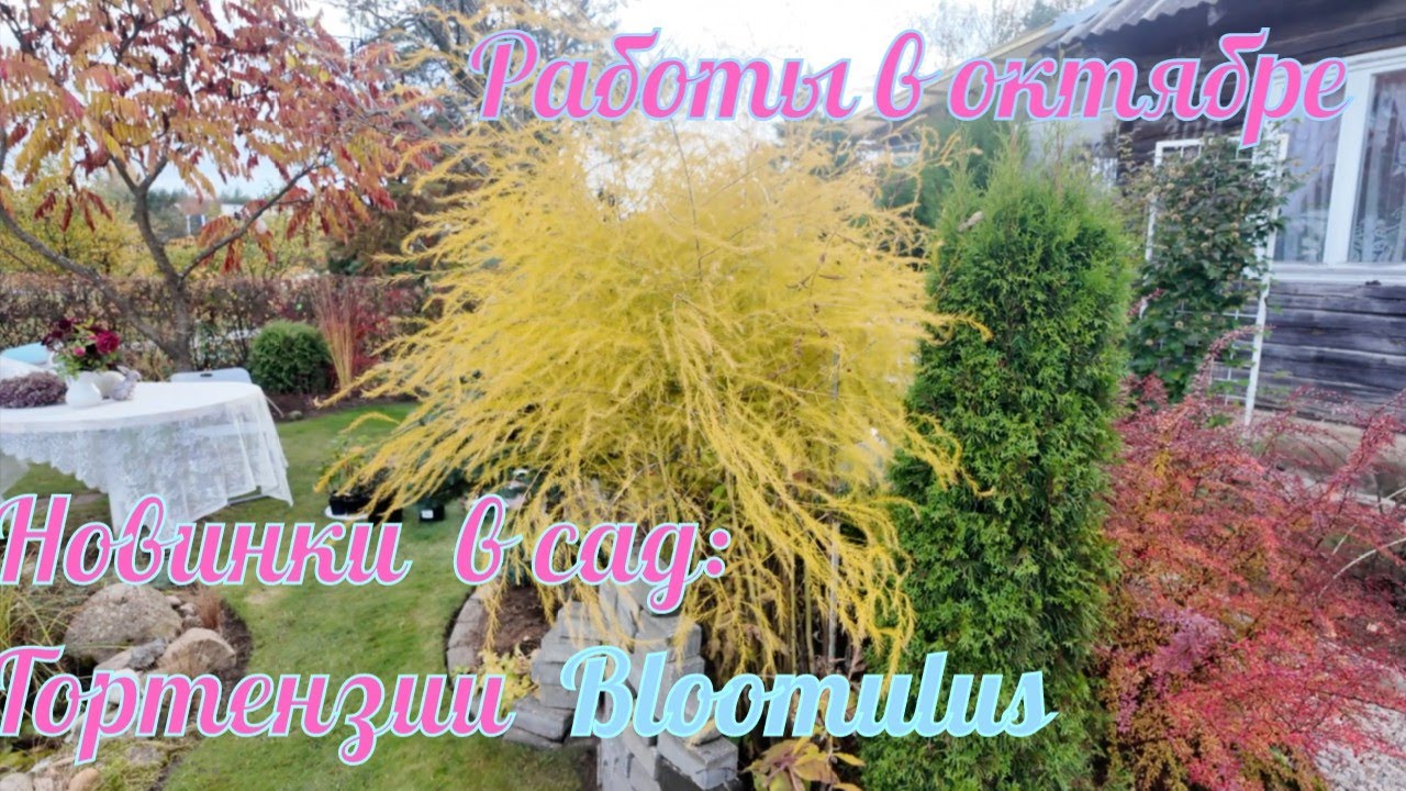 Новинки в моем саду: Гортензии BLOOMULUS