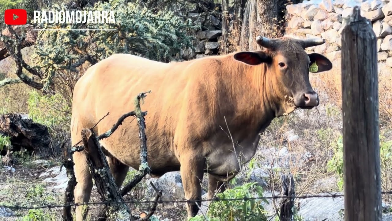 La vaca solitaria que no acábalo de agua ! 
