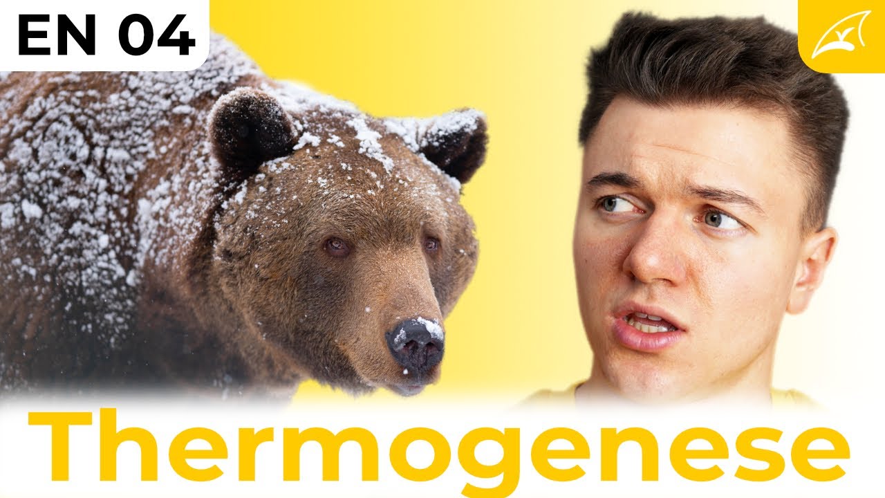 Thermogenese und braunes Fettgewebe - einfach erklärt! // Die Öfen unseres Körpers 🔥