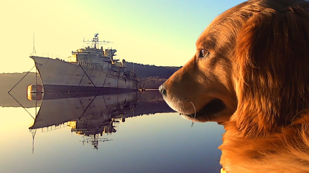 Bivouac au Cimetière des Navires de Landévennec (avec un chien)