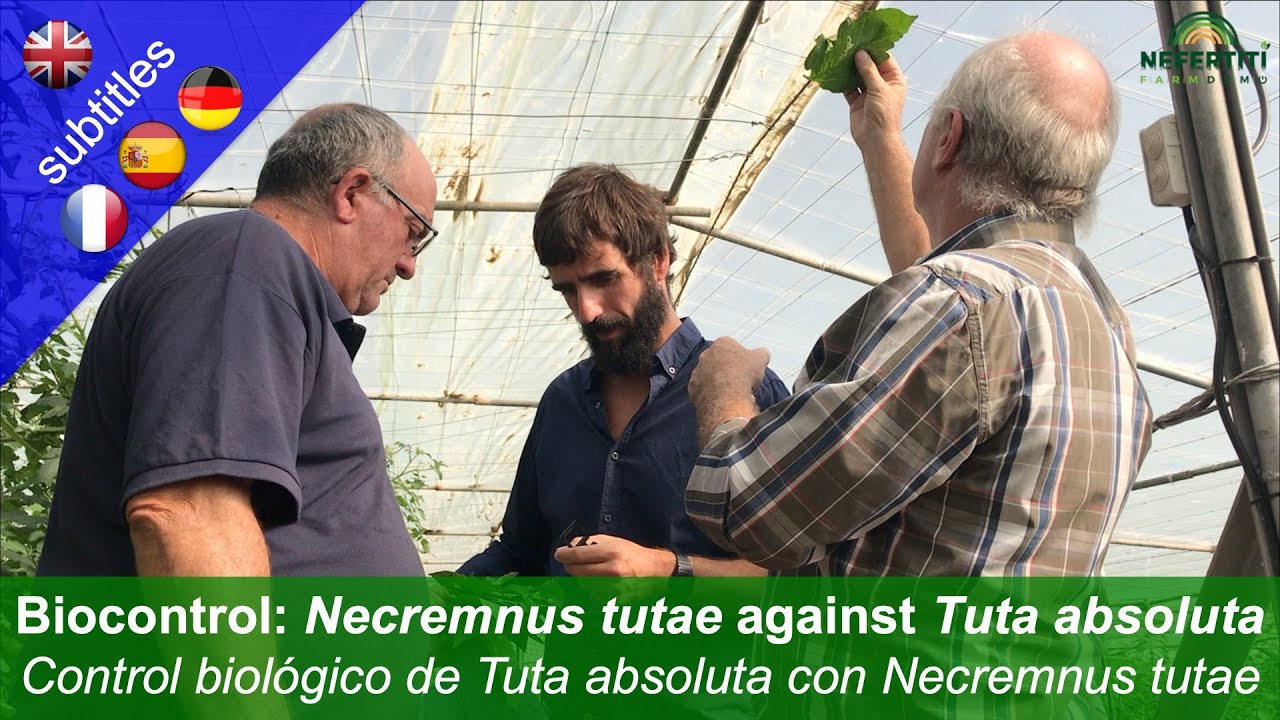 Biological control of Tuta absoluta (Tomato leaf miner) with Necremnus tutae in greenhouses