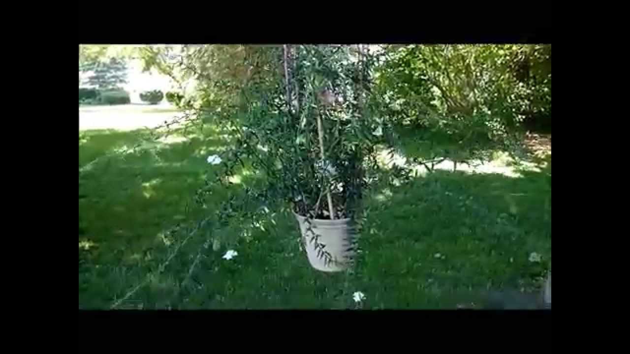 Hoya Trellising 101 Part Three: The Best of the Rest!