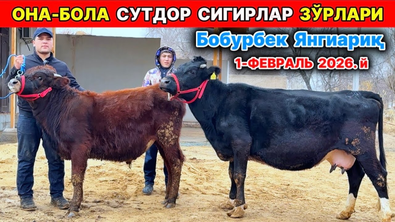 ОНА БОЛА СУТДОР СИГИРЛАРНИ ЗЎРЛАРИ ЧИҚДИ Бобурбек Янгиариқ 1-февраля 2026 г.