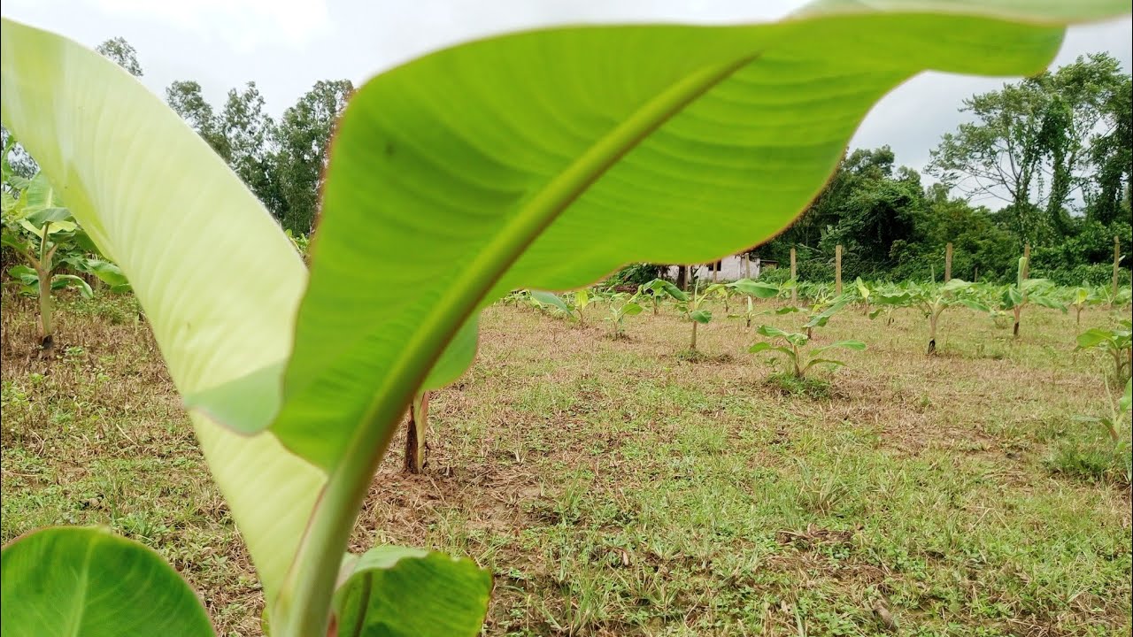 সবরি কলা বাগানে। অনেক চারায় দুইটা  গাছ বের হচ্ছে  🌱 Rts krishi