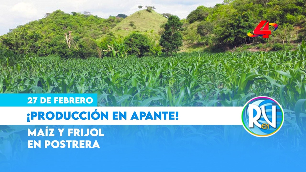 ¿Cómo avanza la producción de frijol 🫘 y maíz en Nicaragua? 🌽 resultados del ciclo productivo