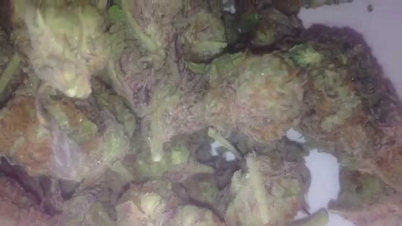 Kryptonite Strain HD