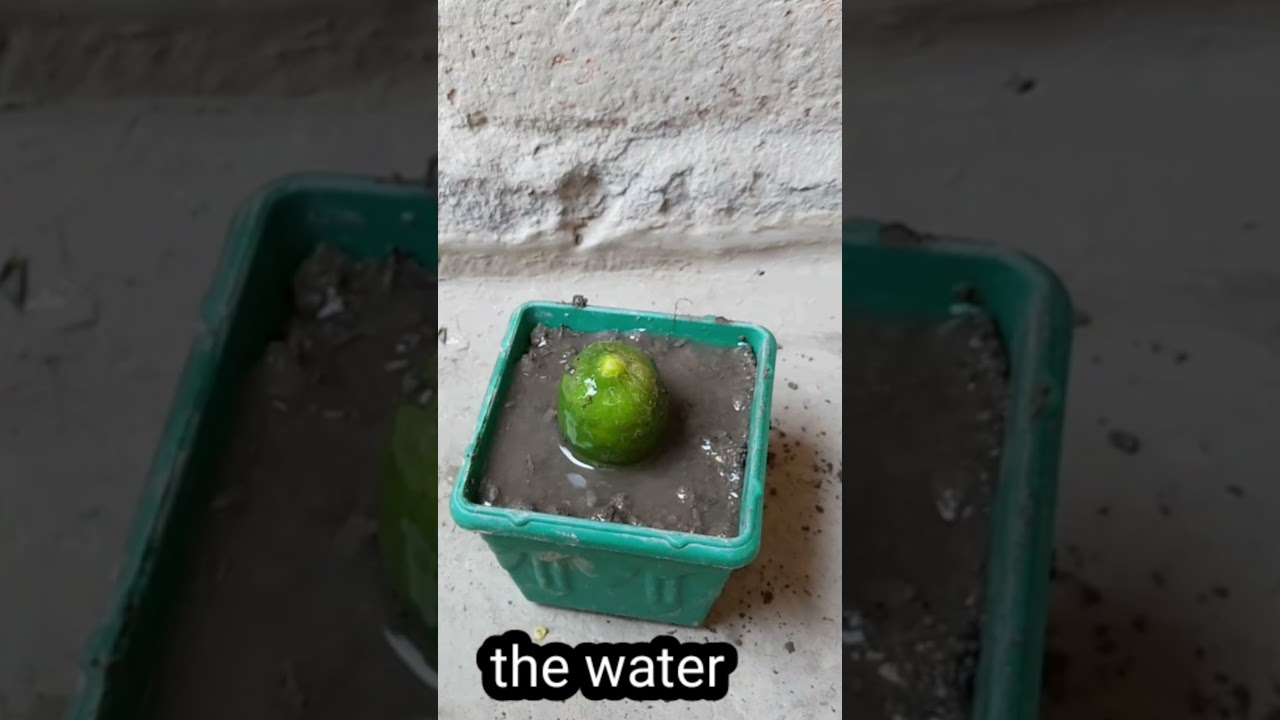 Grow Lemons From Lemons Fruit | The Easiest Procedure In The World | 100 % Work