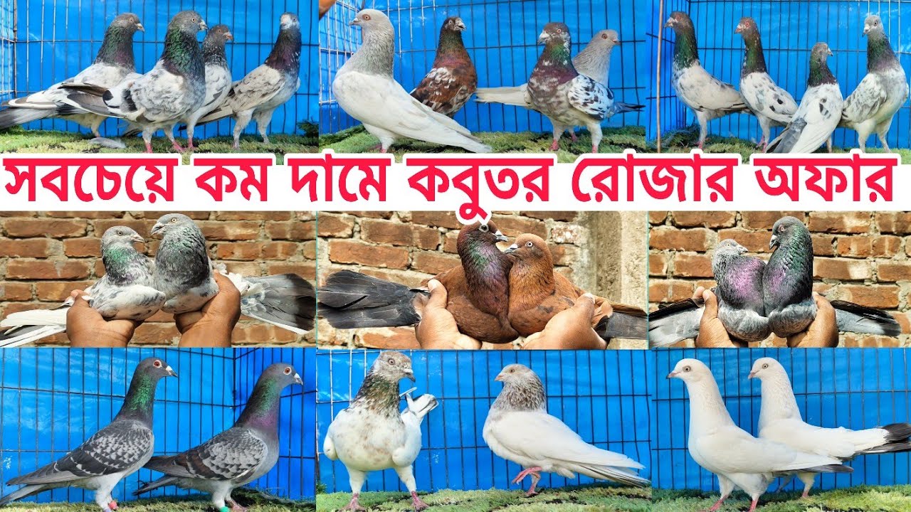 পানির দামে কবুতর দিয়ে রেকর্ড করলো অনিক ভাই গিরিবাজ কালারিং ও রেসার 