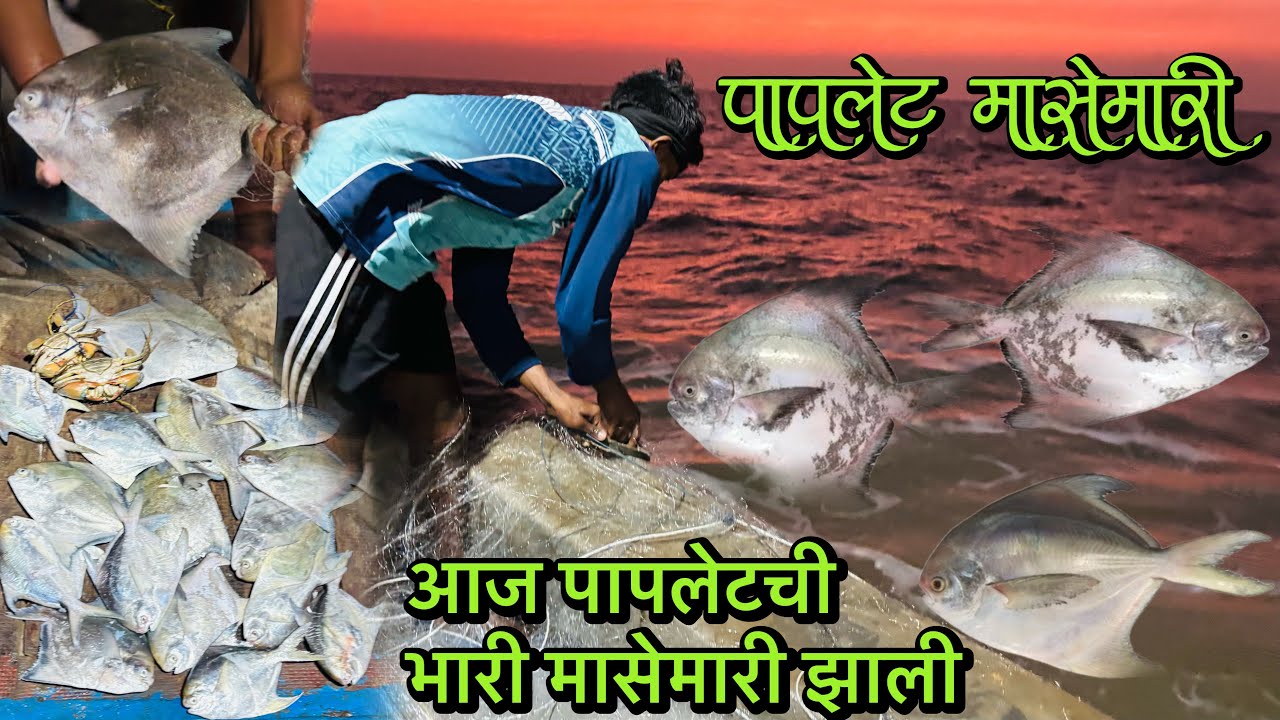 पारंपारिक पापलेट मासेमारी | काशादेव खडकावर पकडली भरपूर पापलेट | Big Pomfret Fishing...
