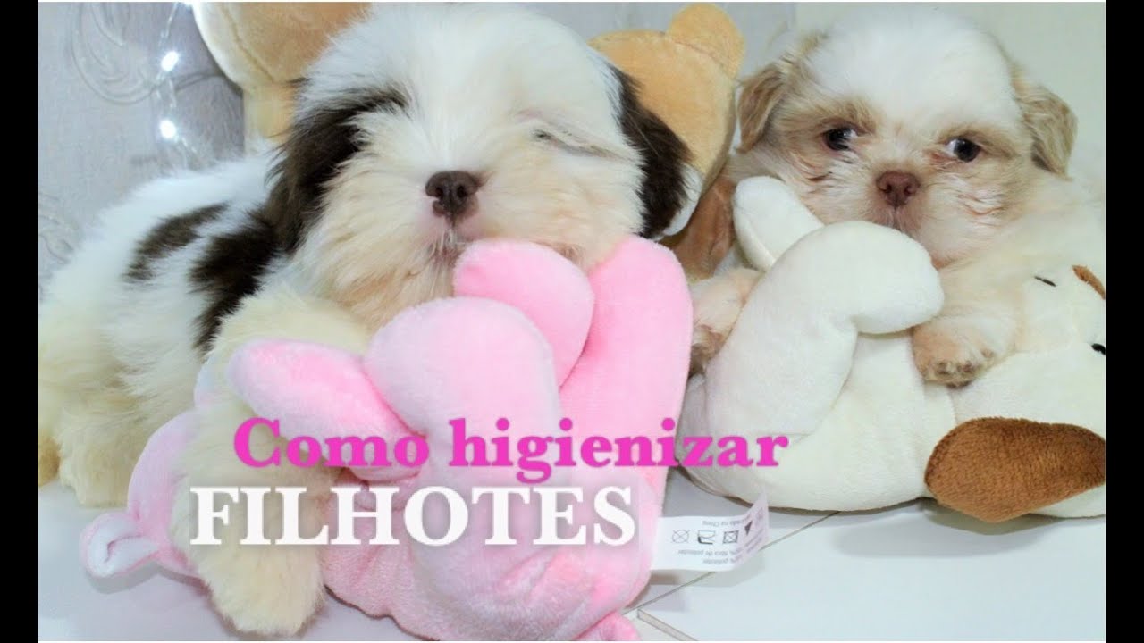 BANHO EM FILHOTES (TUTORIAL)