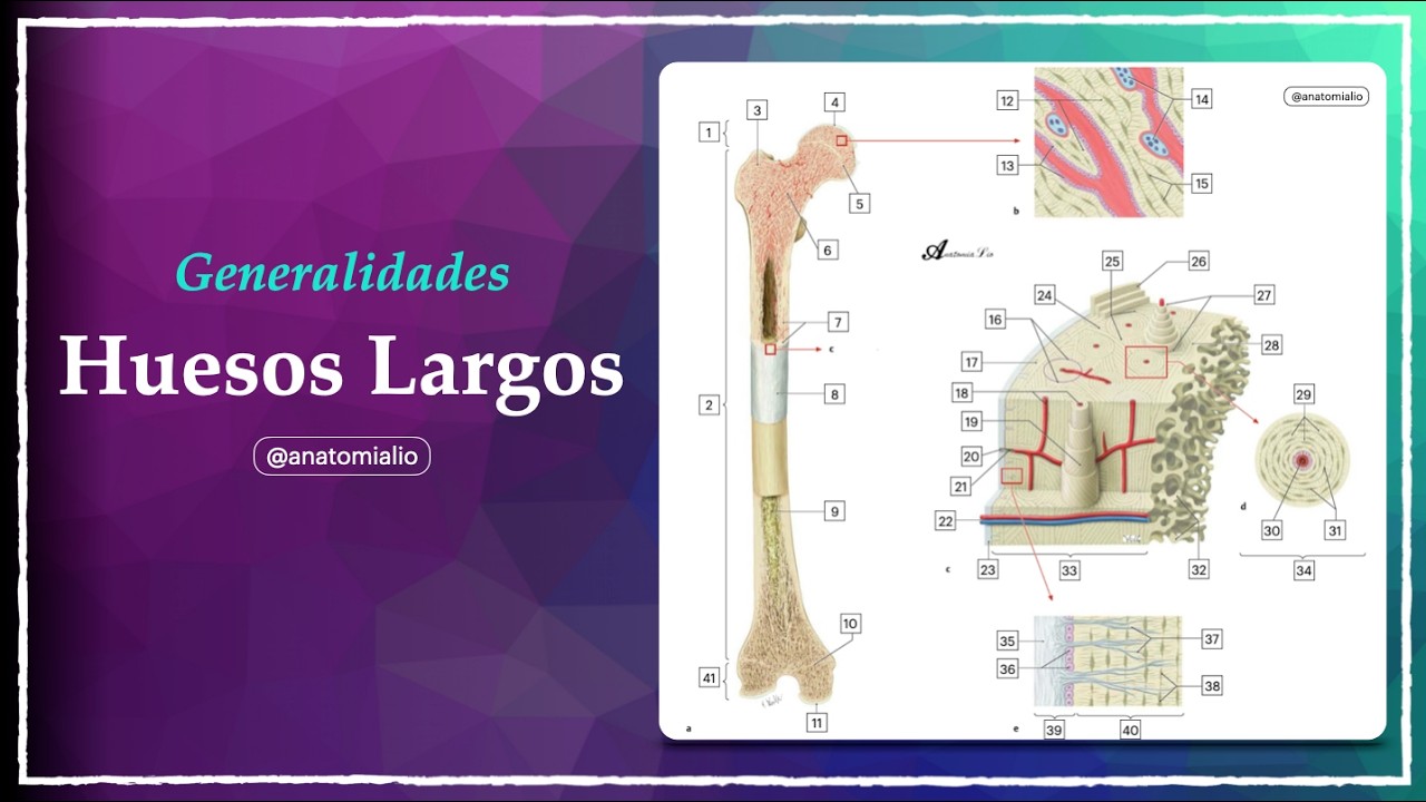 ¿Podrías explicar un hueso largo en un examen de anatomía?