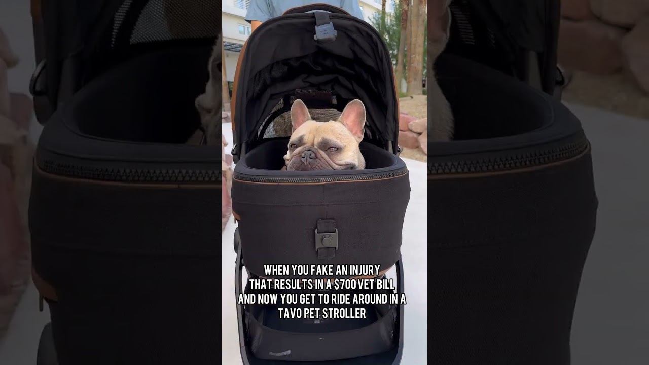 Fake My Injury With Tavo Pet Stroller