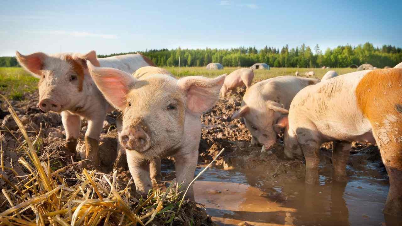 How to Socialize Your Potbellied Pig | Pet Pigs