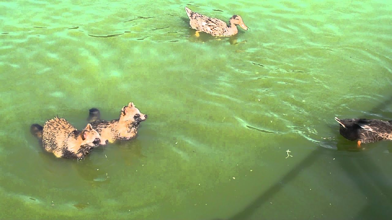 泳ぐタヌキとカモ　イタスケ古墳にて