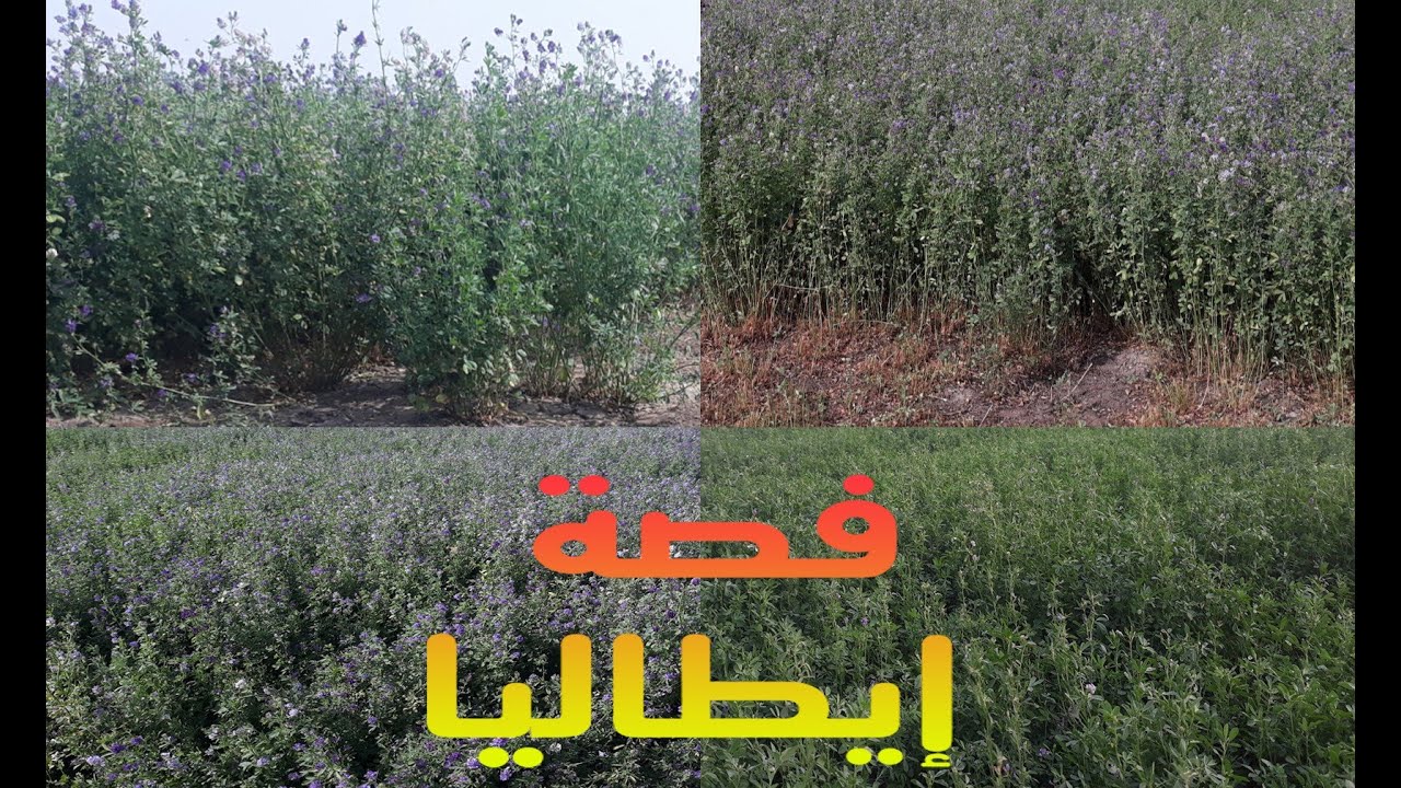 فصة إيطاليا