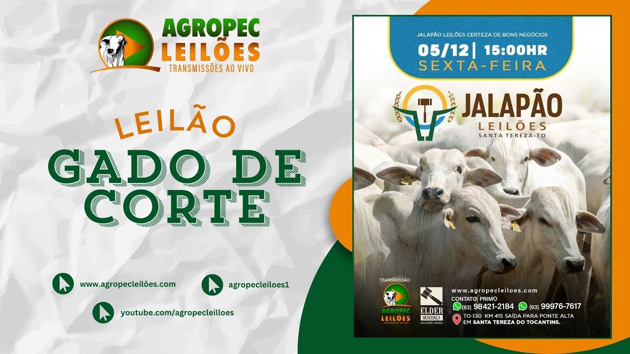 Agropecleiloes.com LEIL&Atilde;O GADO DE CORTE  | JALAP&Atilde;O LEIL&Otilde;ES - SANTA TEREZA-TO| 05/12/2025.