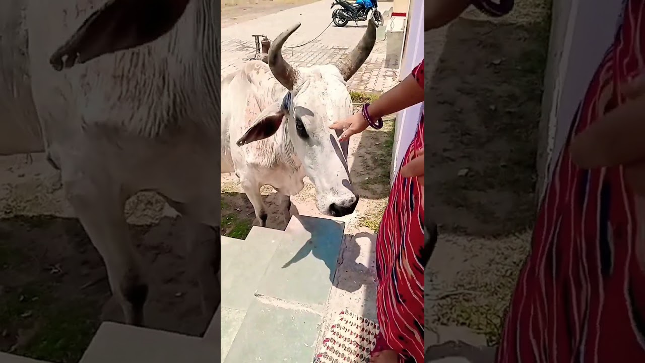 #savethecow#amazing#love#viralvideo#music#cow