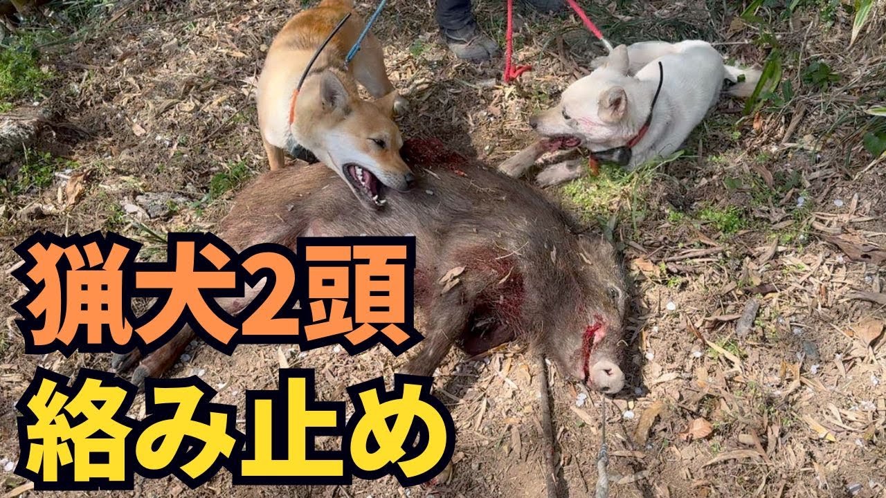 小学校の裏の孟宗竹に巣食うイノシシの群れを駆除！　猟犬ユキ＆シノブが絡んで止めているところを猟銃でズドン♪な有害鳥獣駆除活動！