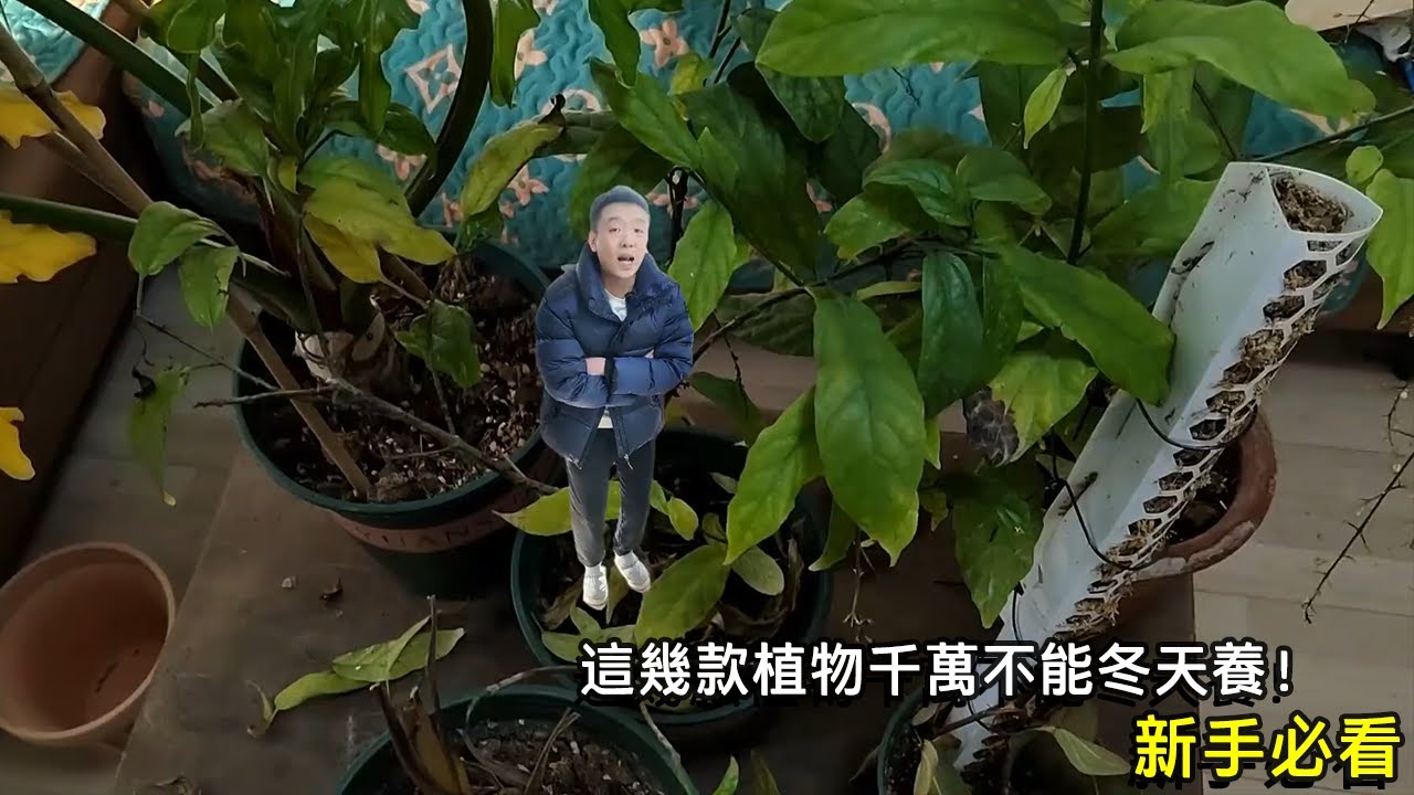 小白必须要知道植物！冬天不耐寒，千万不要养！【禅艺绿植工作室】