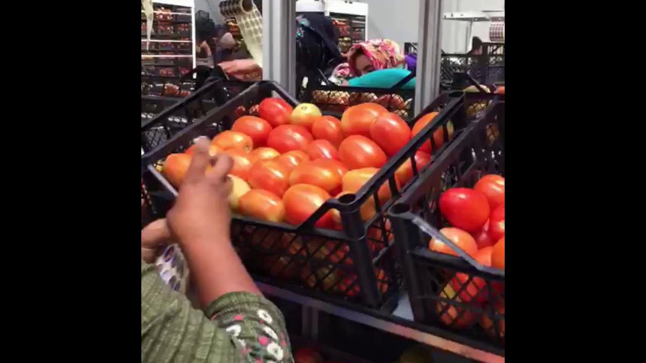 HASGÜL LTD. ŞTİ. Sebze-Meyve Tasnif Paketleme Tesisi