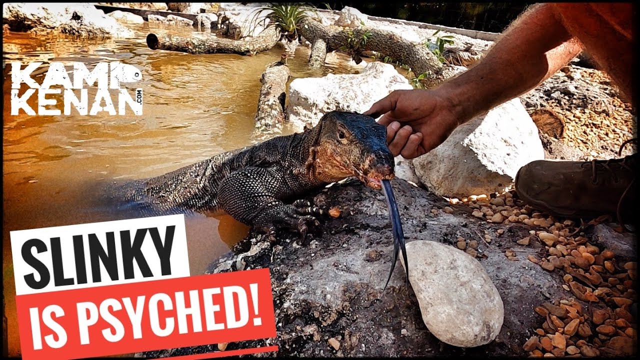 The Greatest Lizard Pond Ever!