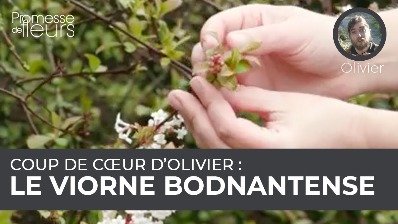 Coup de cœur d'Olivier : le viorne bodnantense