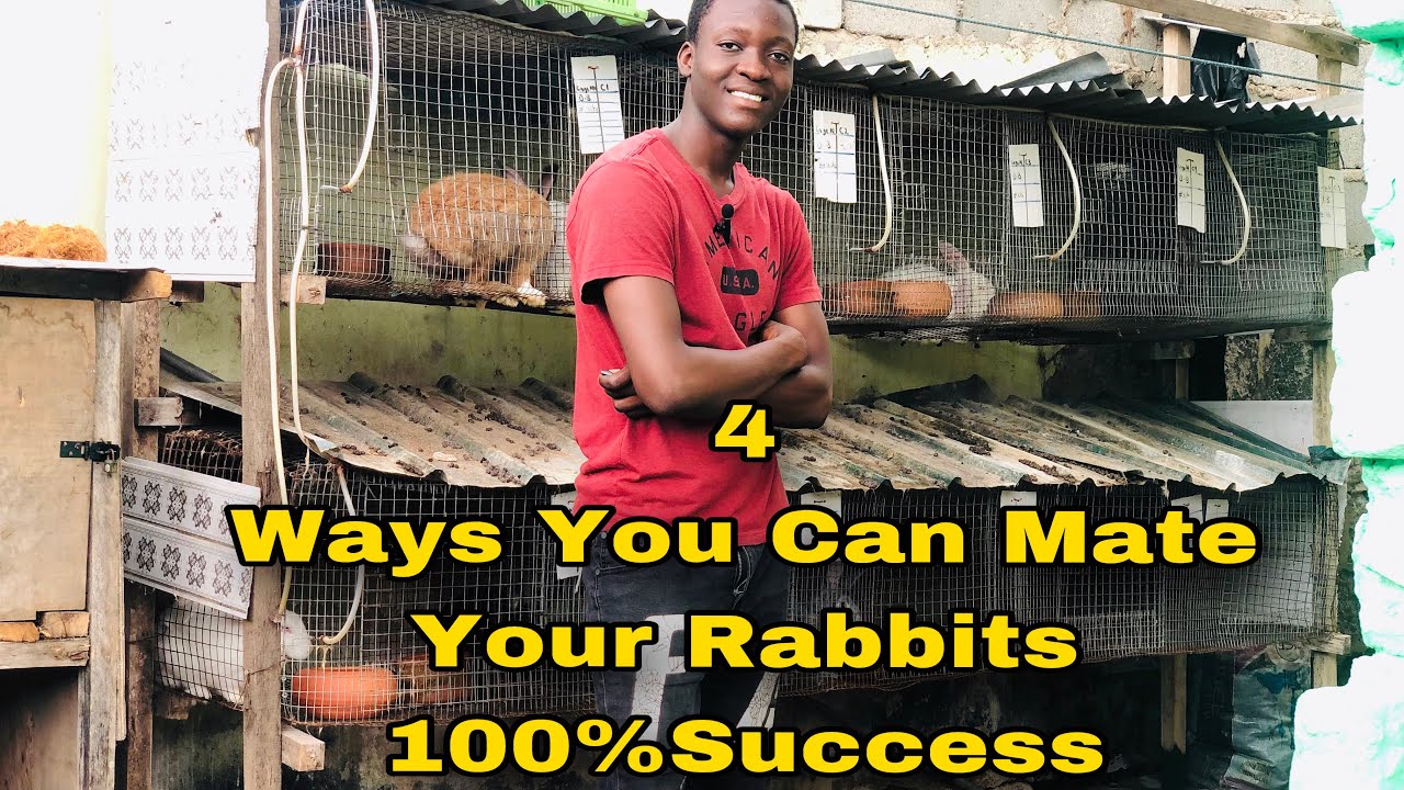 These Are The 4 BEST Ways You Can Mate Your Rabbits | 100% GUARANTEED