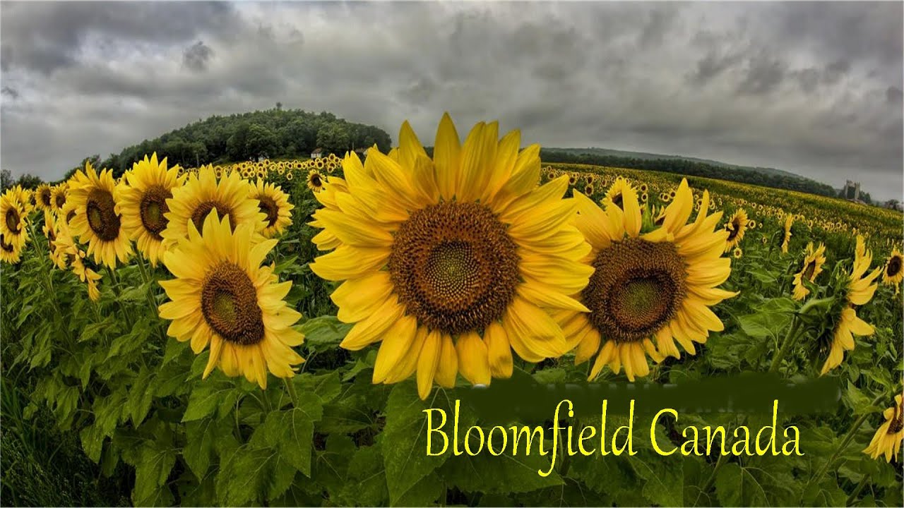 Farming Simulator 22 Live Stream on Bloomfield HARD (no money, no equipment, no Land)
