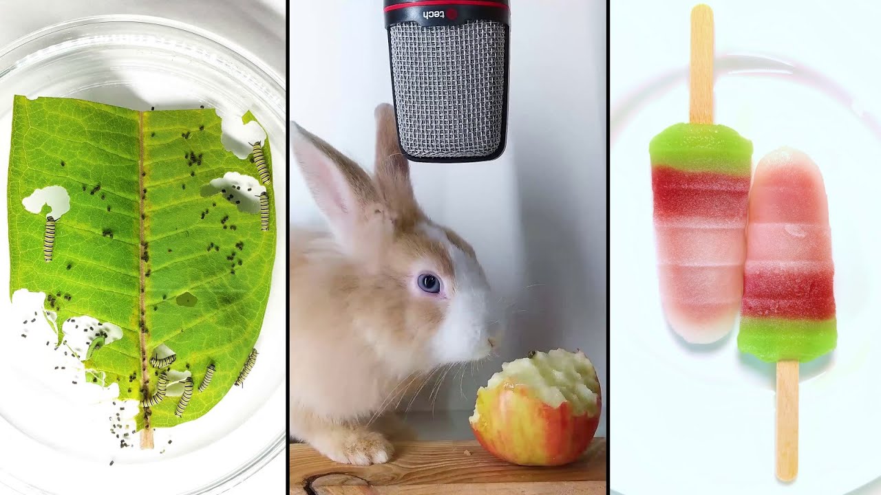 30 minutes of fantastic time lapse video compilation - #greentimelapse #gtl #timelapse
