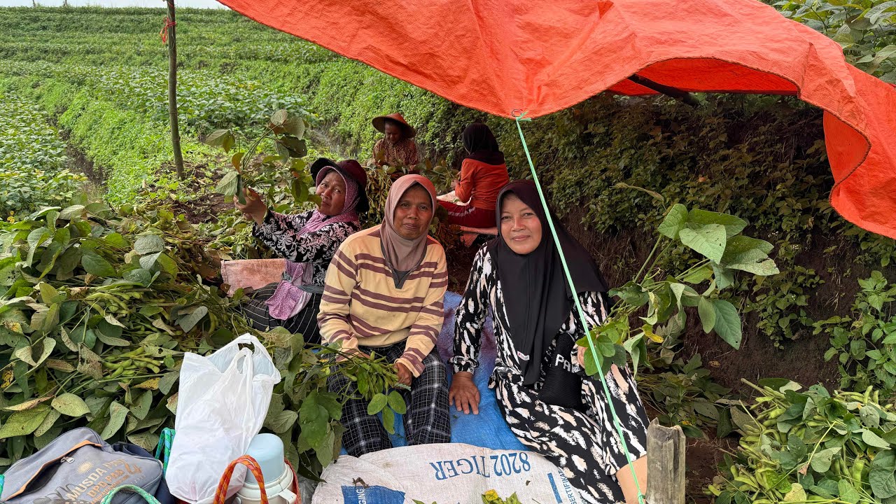 Antar Bakso Untuk Saudara Yang Lagi Panen Kedelai Idamame 