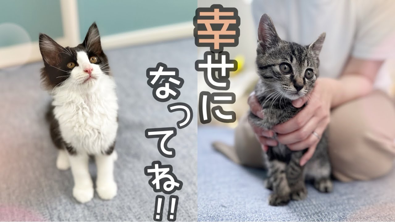 【保護猫】ずっとのお家が見つかりました😌🌸