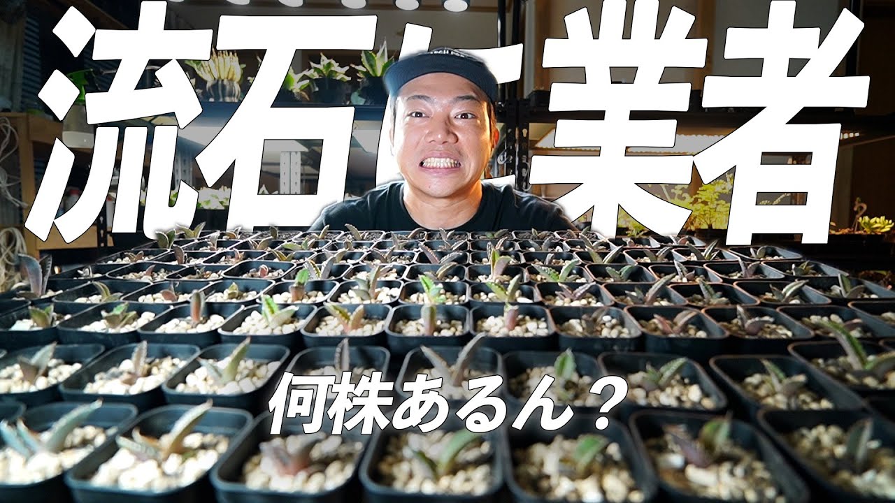 【大量】我が家の大量のオテロイをメンテナンスしたらマジで大変だった無理[アガベ][塊根植物][ビカクシダ][観葉植物]