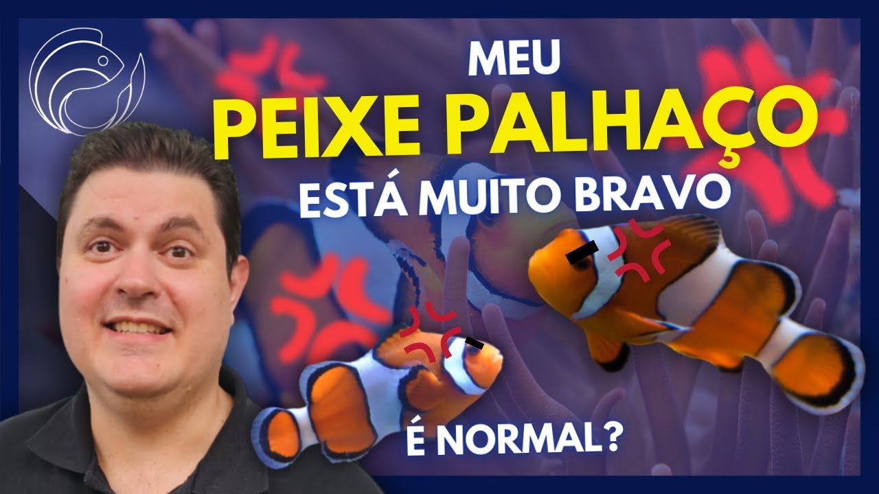 MEU PEIXE PALHAÇO ESTÁ MUITO BRAVO... É NORMAL?