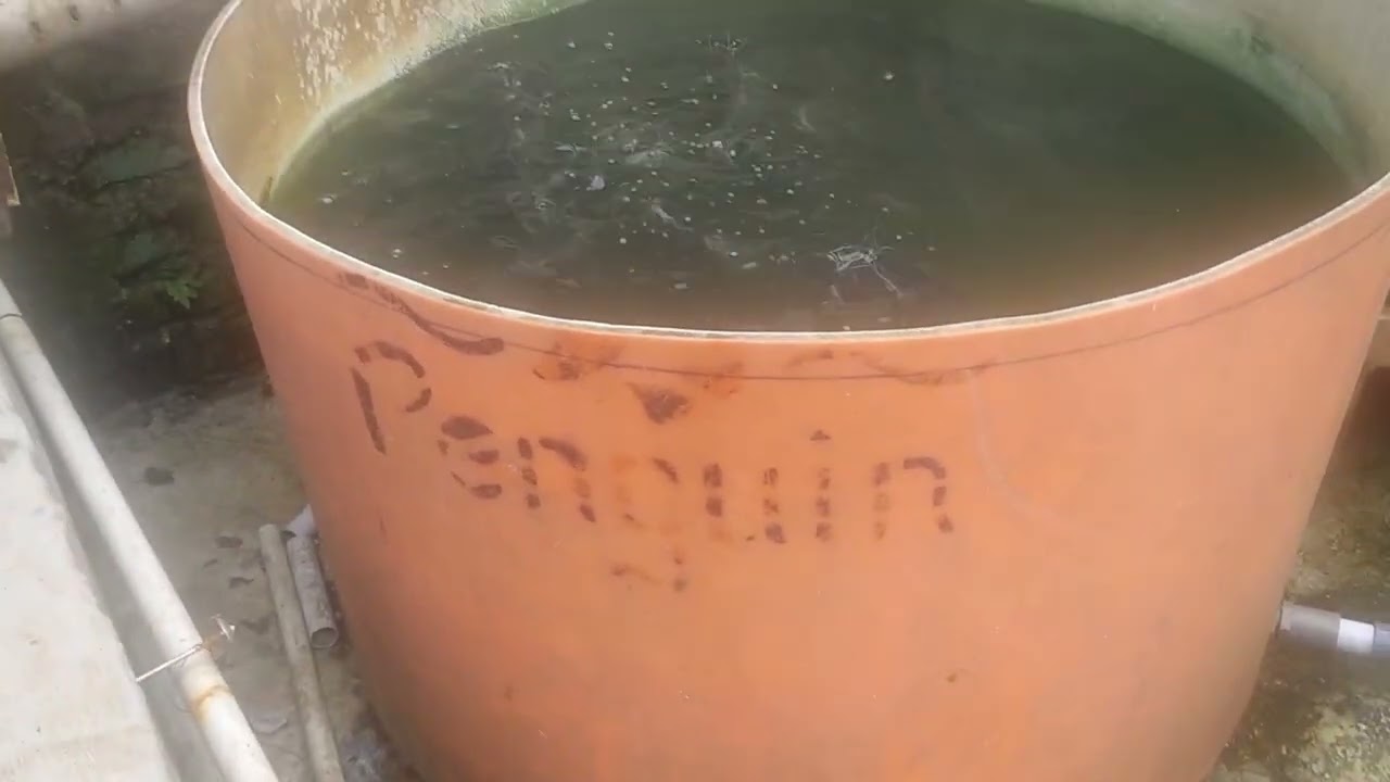 NANAM PACOY BARAYA SAMBIL NGASIH PARAB LELE 