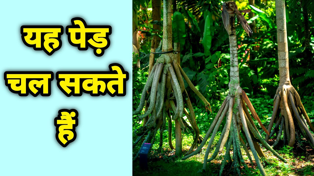 Chalne Wala Ped - सच में यह पेड़ चल सकता है - The Walking Palm Tree - Socratea Exorrhiza