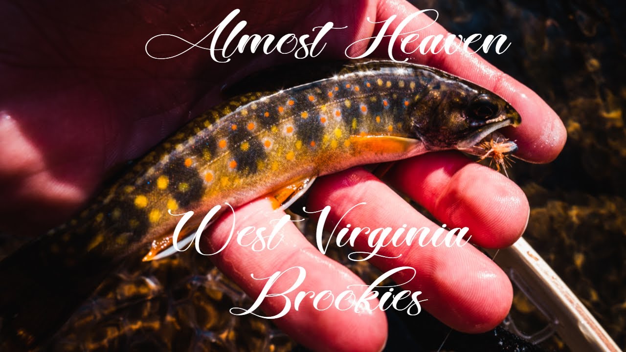 My NEW Honey Hole | Wild WV Brook Trout