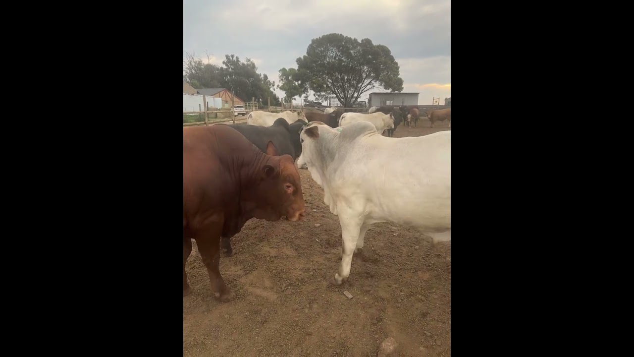 10 days to Slaughter #brahman #beefcattle #charolais #feedlot #cow #angus