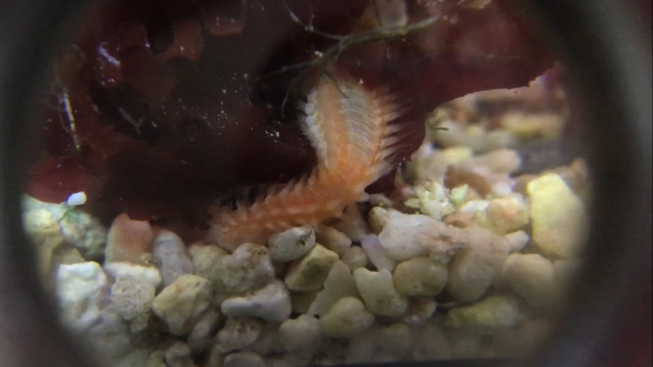 What Natural Sea Water Did to My Marine Reef Aquarium (Original Video - See Updates in Channel)