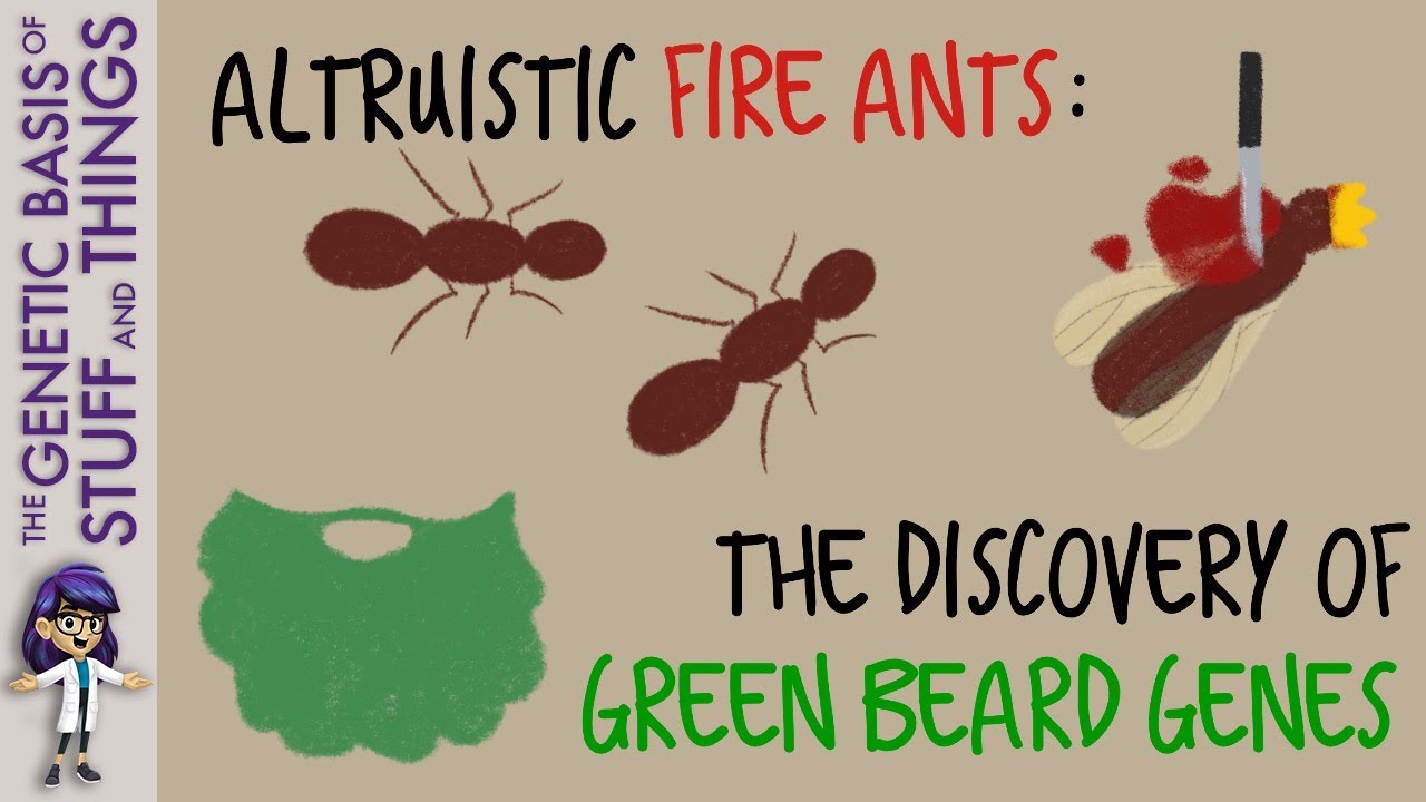 Altruistic fire ants: The discovery of green beard genes