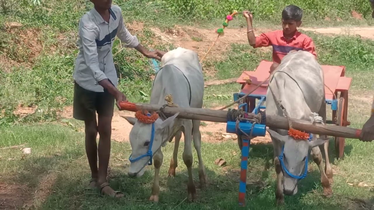 Twin Hallikar Bull calf pair practicing to pull the Bullock cart in Kallambella, Sira Taluk, Tumkur