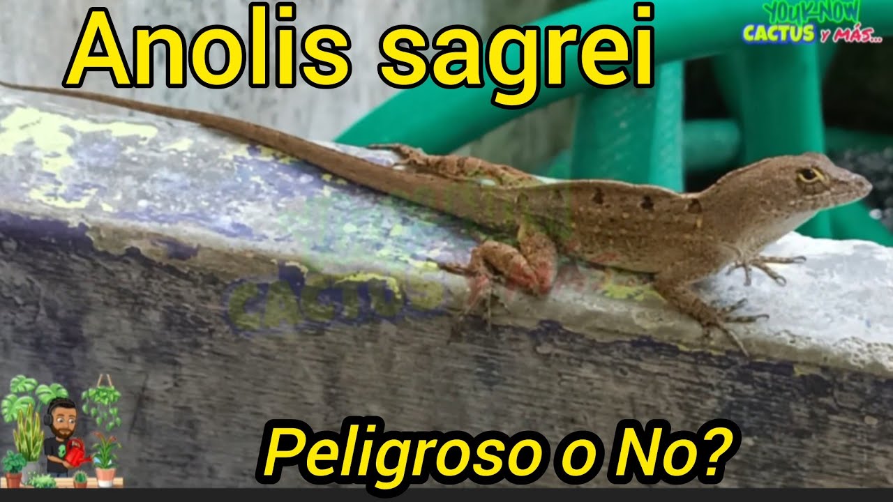 ⚠️ El Anolis sagrei🦎 está apareciendo en Todos los Jardines de Panamá 🇵🇦 Hay que Preocuparse?