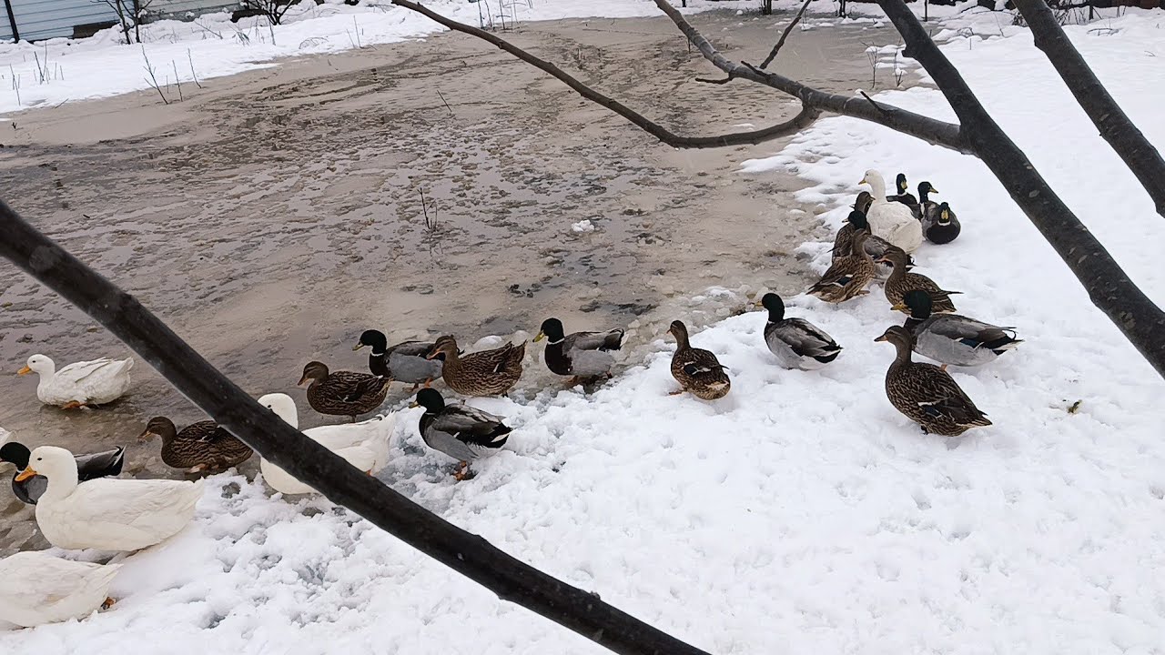 Çöl ördək ve Ağ quban ördək QAR 2026