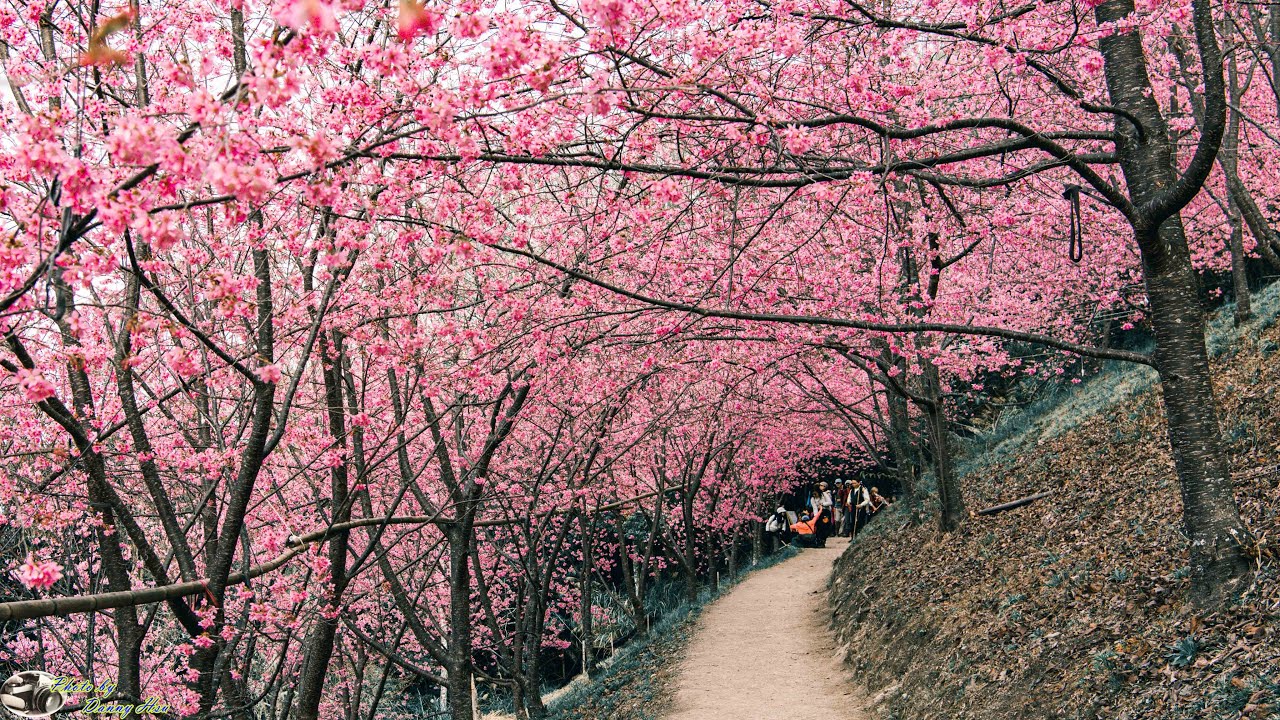 唉約～～又是該去司馬庫斯賞櫻花的季節～