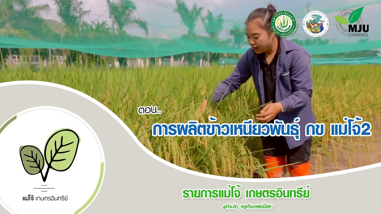 รายการแม่โจ้เกษตรอินทรีย์ | ตอน การผลิตข้าวเหนียวพันธุ์ กข แม่โจ้2