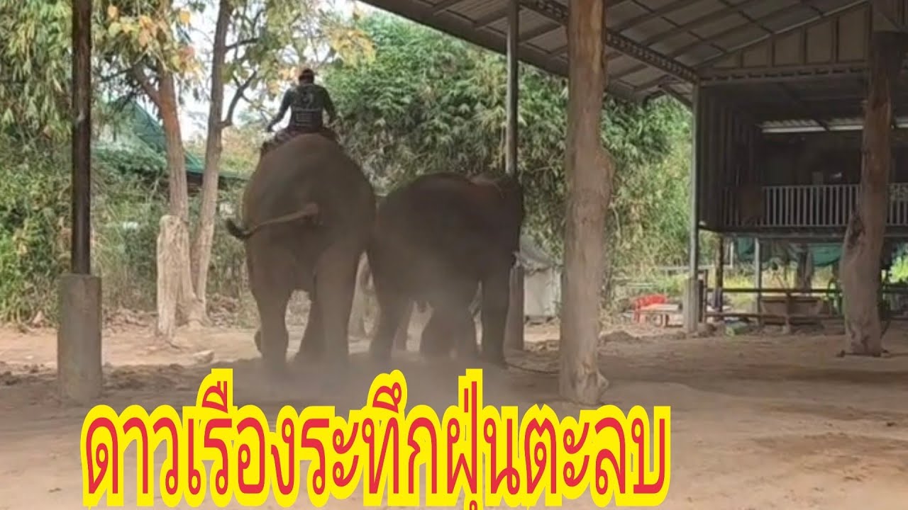 ดาวเรืองคิดถึงพี่ฟ้าวิ่งฝุ่นตะลบ