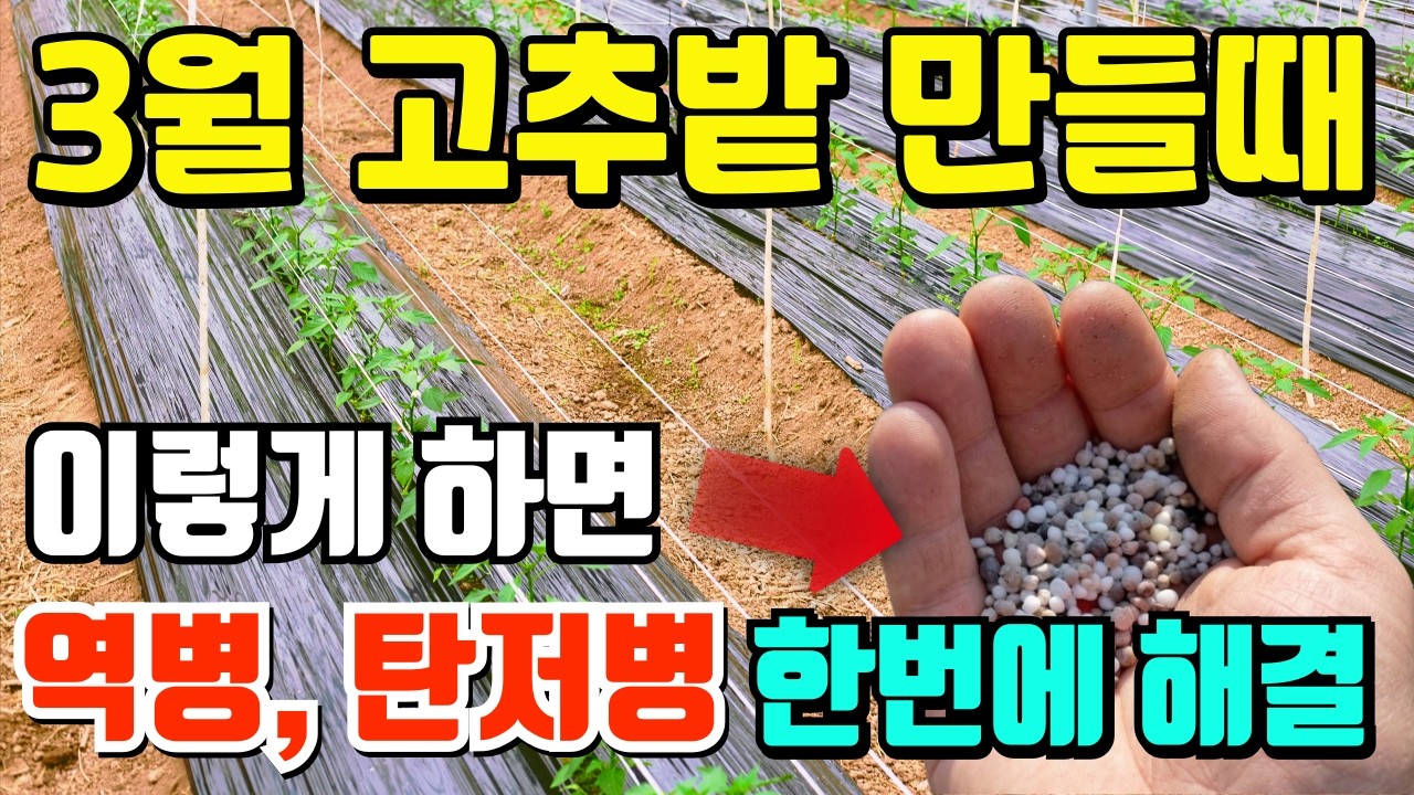 역병, 탄저병 포함 병충해 걱정 없는 고추밭 만들기 방법
