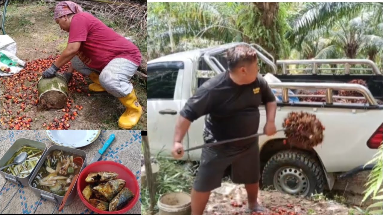 SUASANA MAKAN TENGAHARI DAN KERJA KUTIP BIJI SAWIT #ukaisenangkasenang 